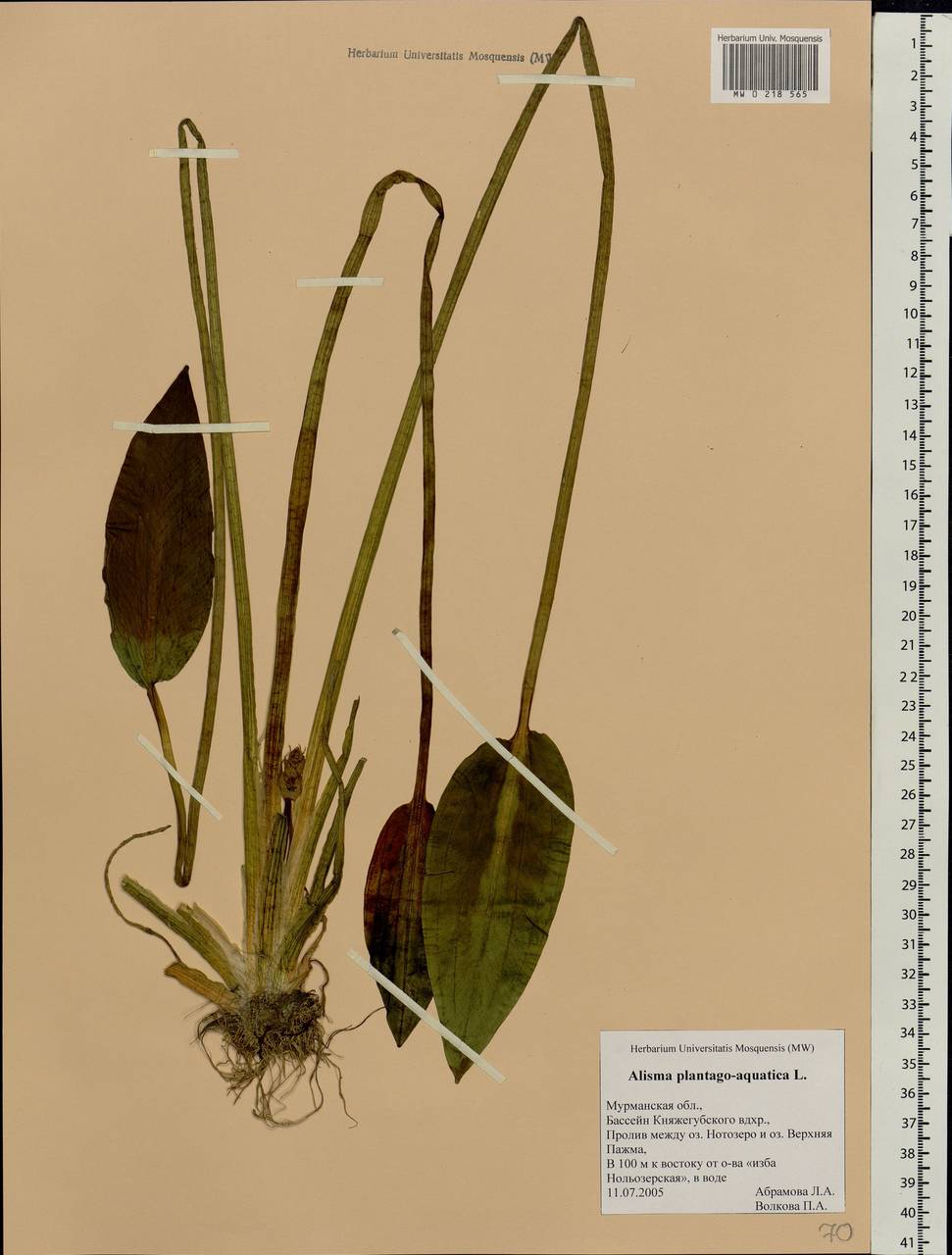 Alisma plantago-aquatica L., Eastern Europe, Northern region (E1) (Russia)