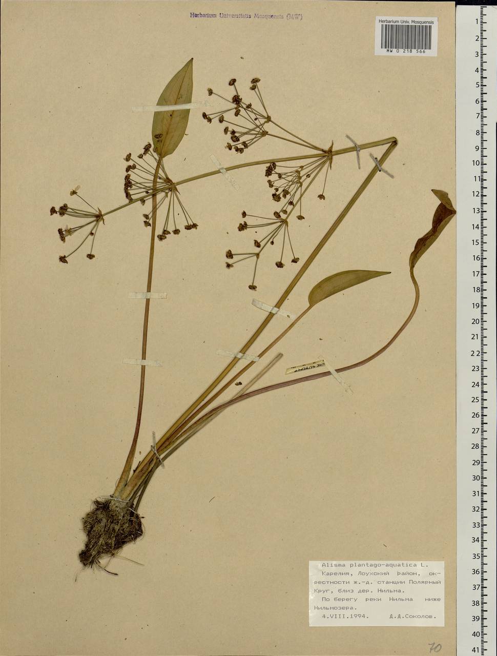 Alisma plantago-aquatica L., Eastern Europe, Northern region (E1) (Russia)