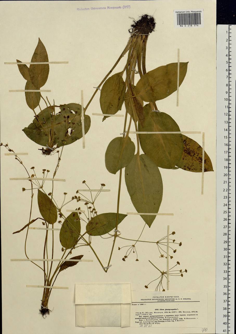 Alisma plantago-aquatica L., Eastern Europe, North-Western region (E2) (Russia)
