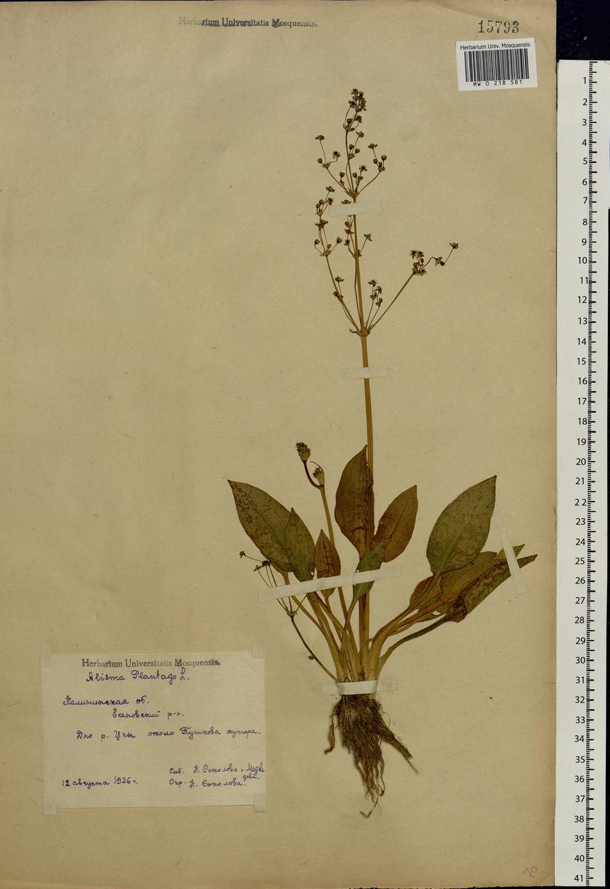 Alisma plantago-aquatica L., Eastern Europe, North-Western region (E2) (Russia)