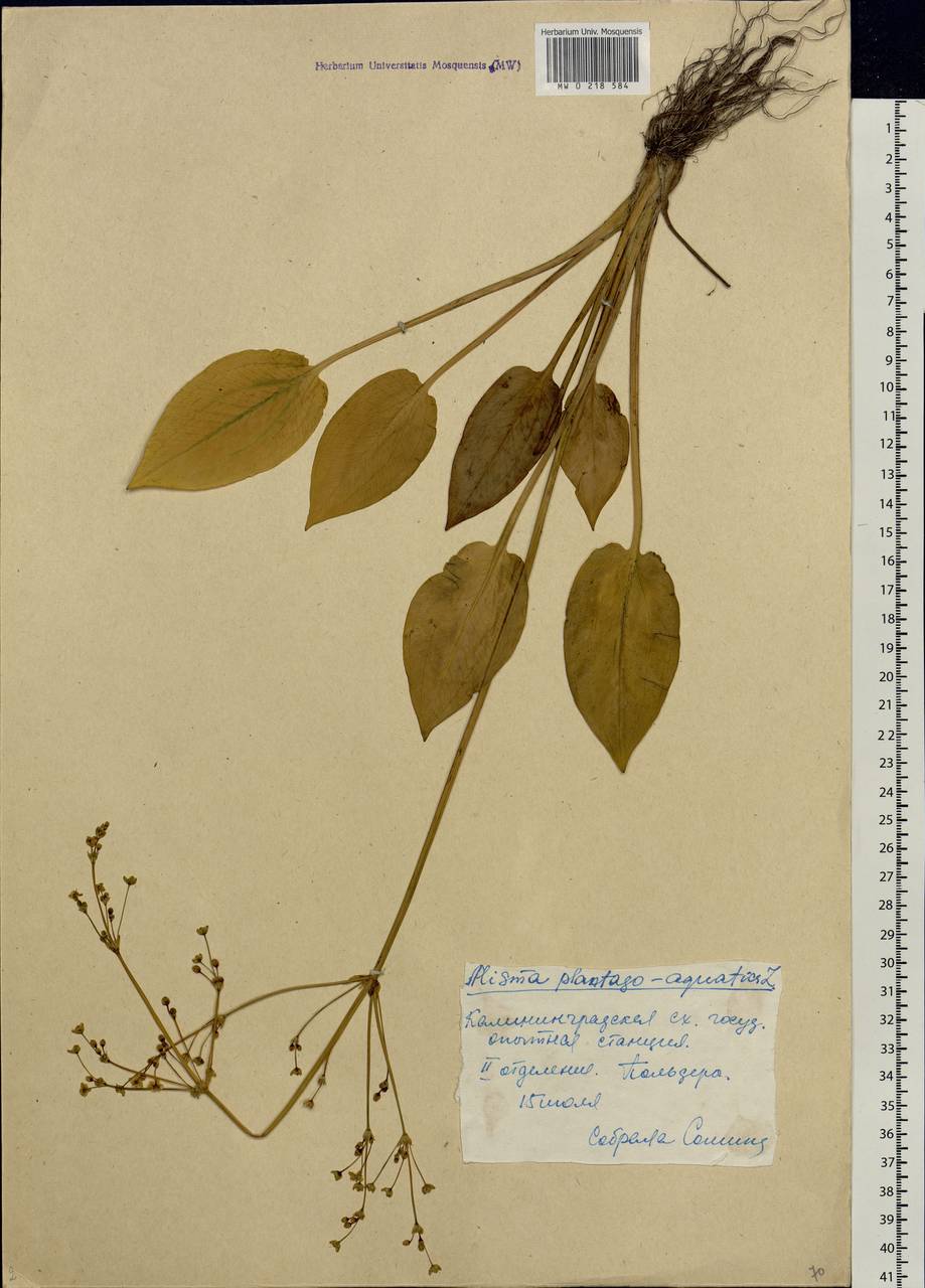 Alisma plantago-aquatica L., Eastern Europe, North-Western region (E2) (Russia)