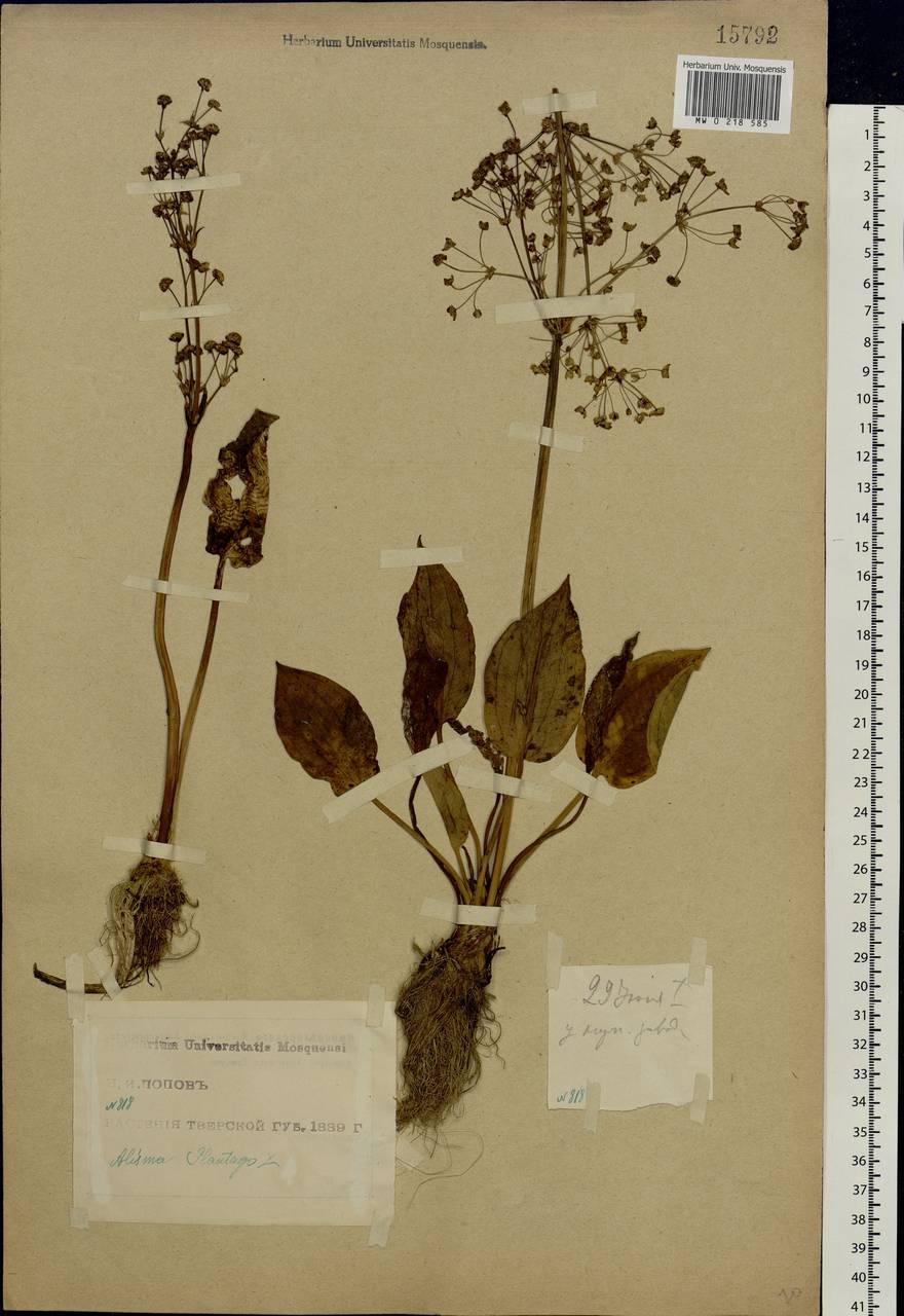 Alisma plantago-aquatica L., Eastern Europe, North-Western region (E2) (Russia)