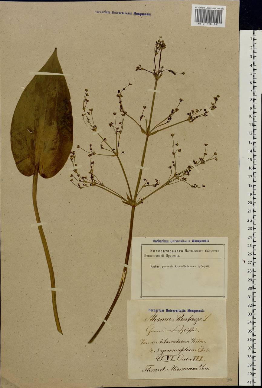 Alisma plantago-aquatica L., Eastern Europe, Latvia (E2b) (Latvia)