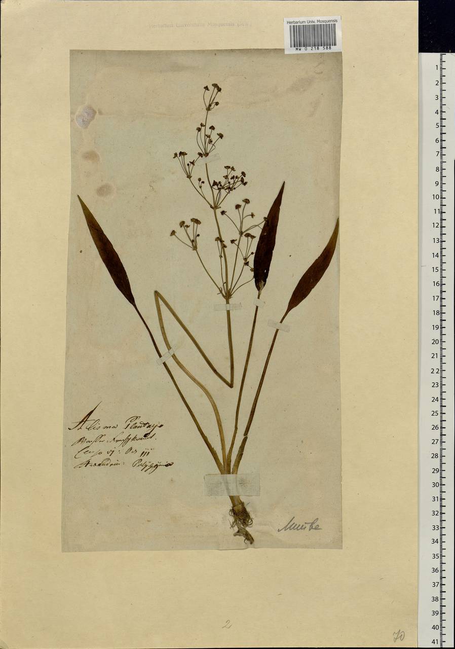 Alisma plantago-aquatica L., Eastern Europe, Lithuania (E2a) (Lithuania)