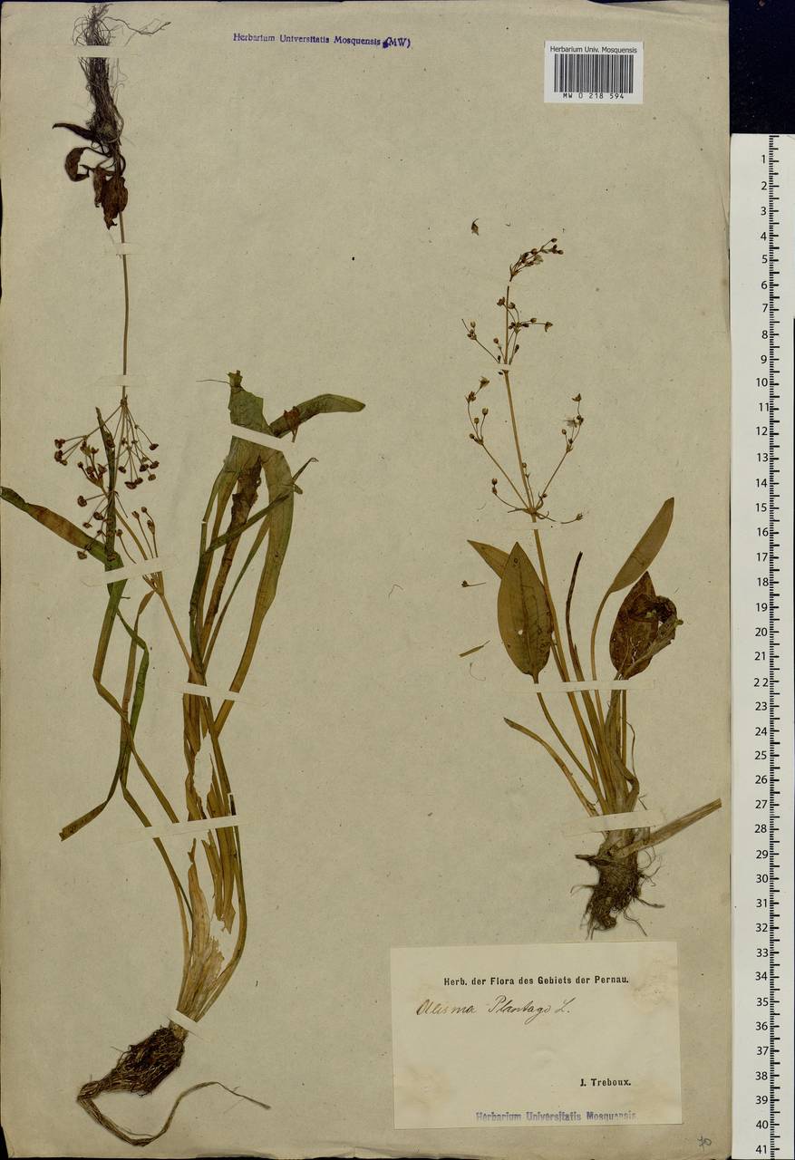 Alisma plantago-aquatica L., Eastern Europe, Estonia (E2c) (Estonia)
