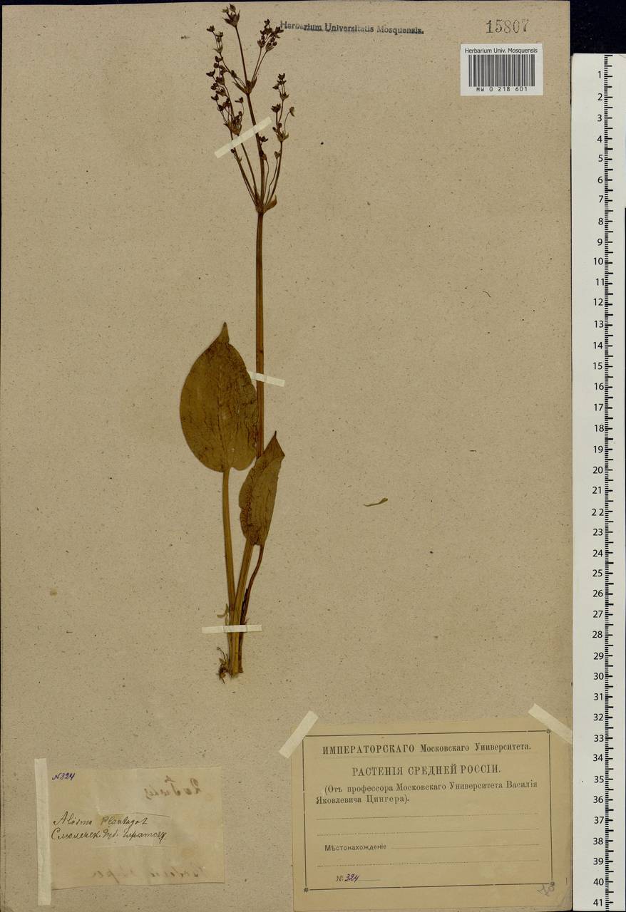 Alisma plantago-aquatica L., Eastern Europe, Western region (E3) (Russia)
