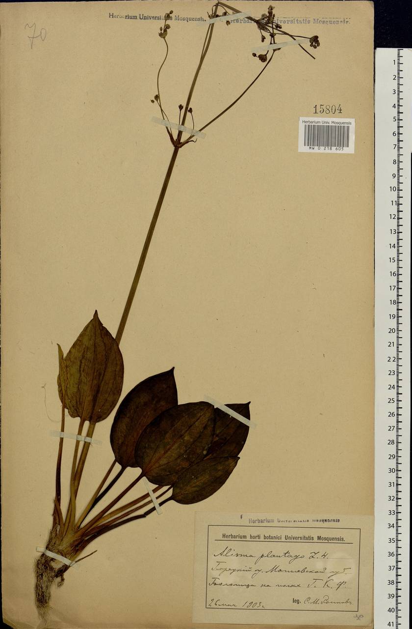 Alisma plantago-aquatica L., Eastern Europe, Belarus (E3a) (Belarus)