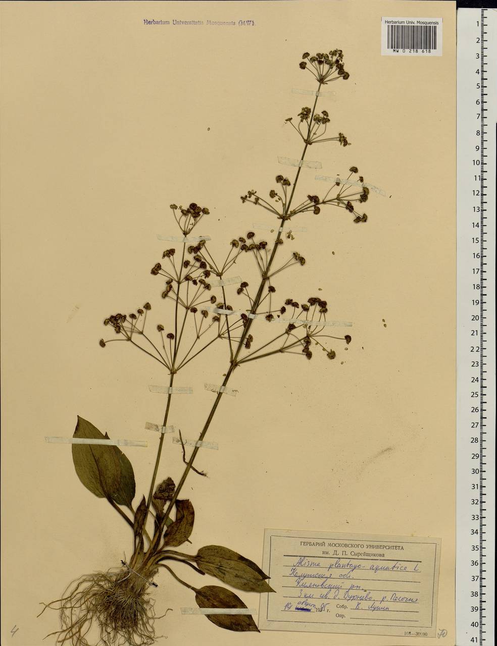 Alisma plantago-aquatica L., Eastern Europe, Central region (E4) (Russia)