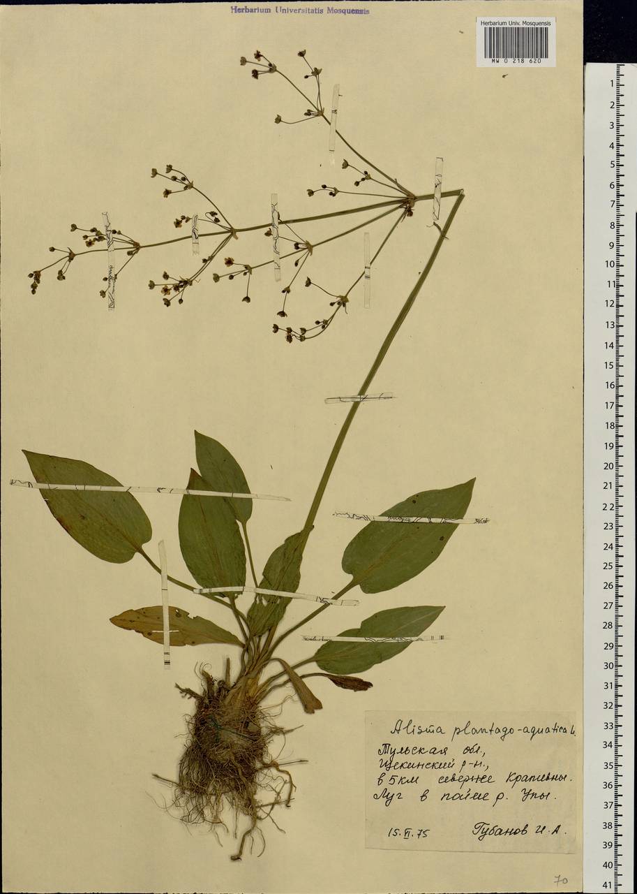 Alisma plantago-aquatica L., Eastern Europe, Central region (E4) (Russia)