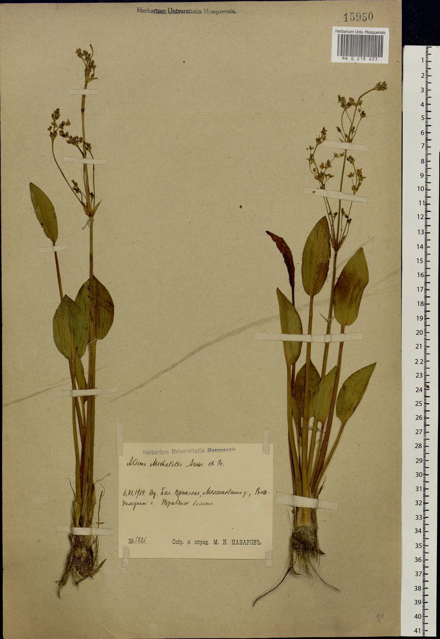 Alisma plantago-aquatica L., Eastern Europe, Central region (E4) (Russia)