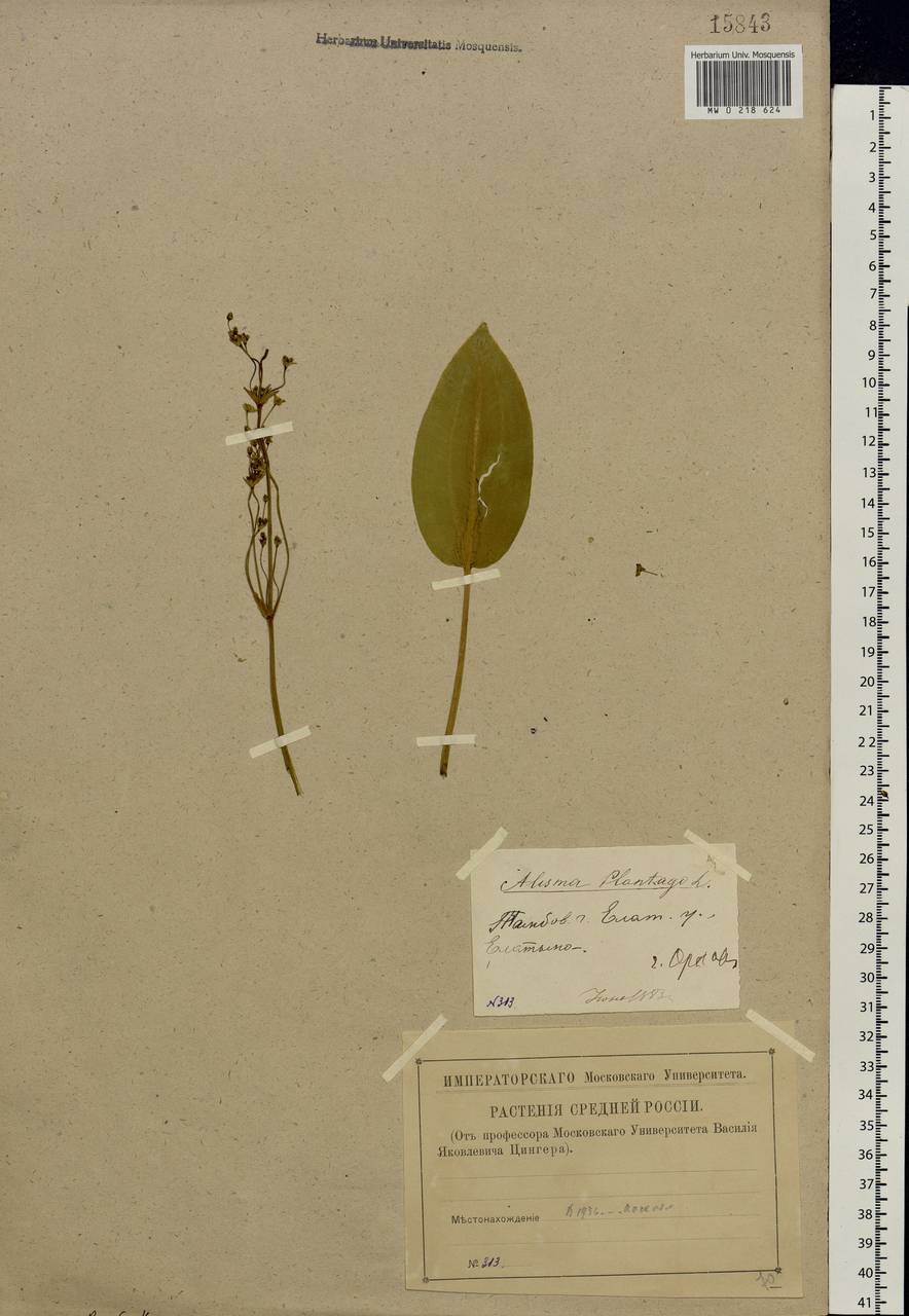 Alisma plantago-aquatica L., Eastern Europe, Central region (E4) (Russia)