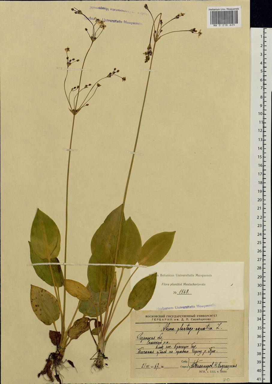 Alisma plantago-aquatica L., Eastern Europe, Central region (E4) (Russia)