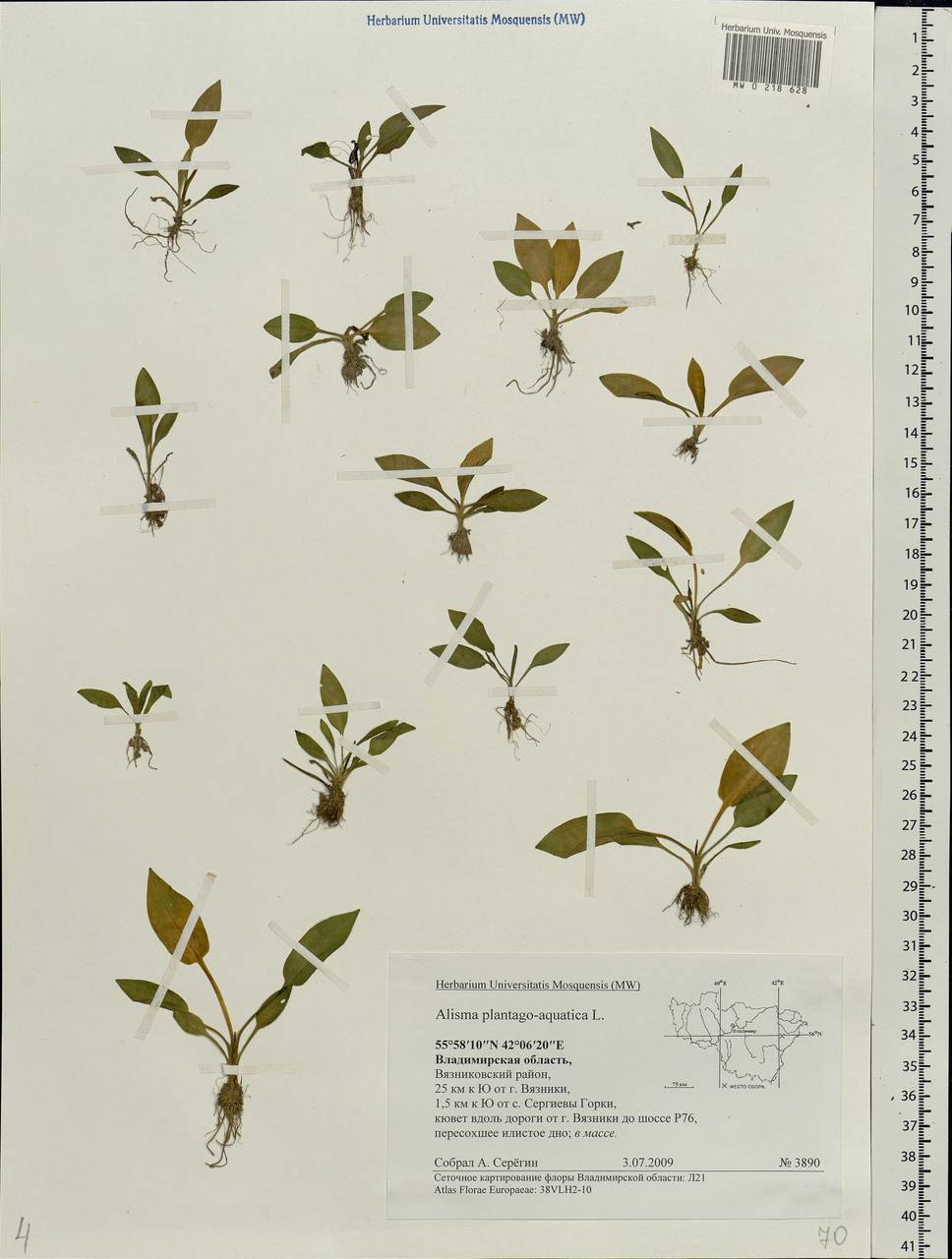 Alisma plantago-aquatica L., Eastern Europe, Central region (E4) (Russia)