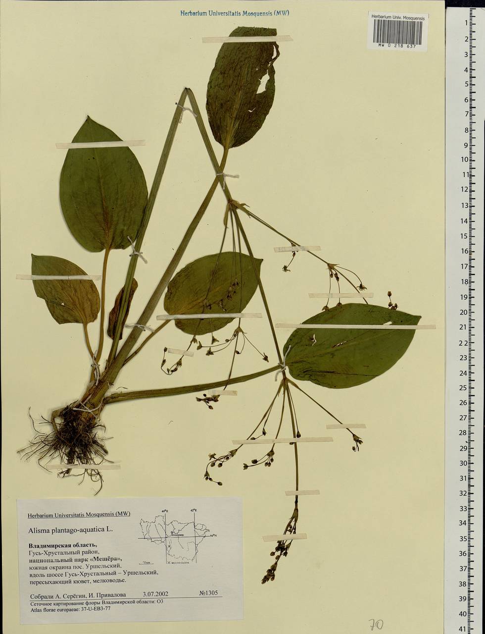 Alisma plantago-aquatica L., Eastern Europe, Central region (E4) (Russia)