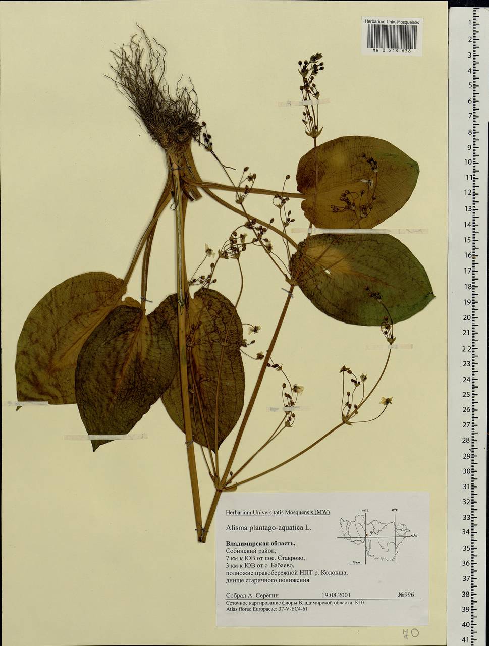 Alisma plantago-aquatica L., Eastern Europe, Central region (E4) (Russia)