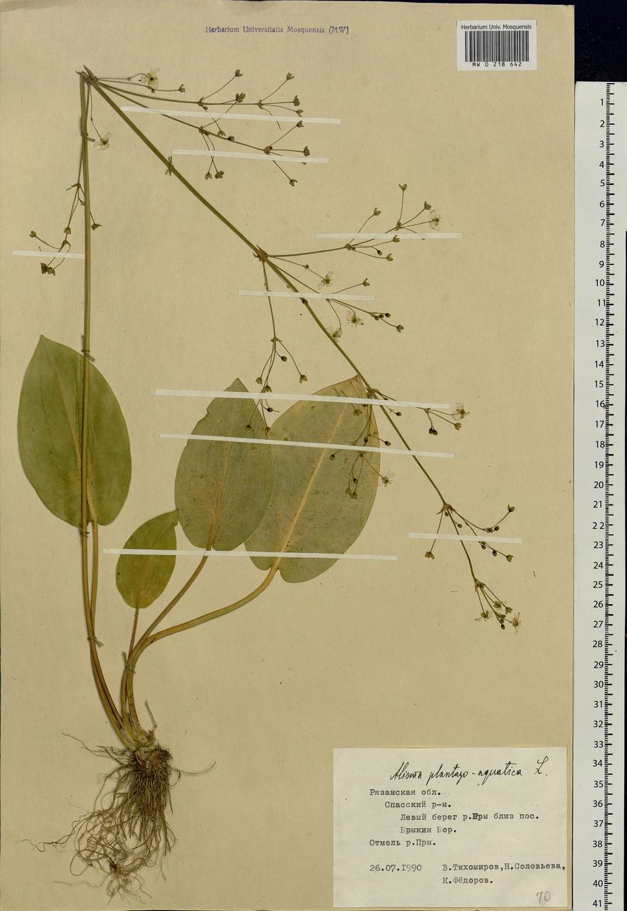 Alisma plantago-aquatica L., Eastern Europe, Central region (E4) (Russia)