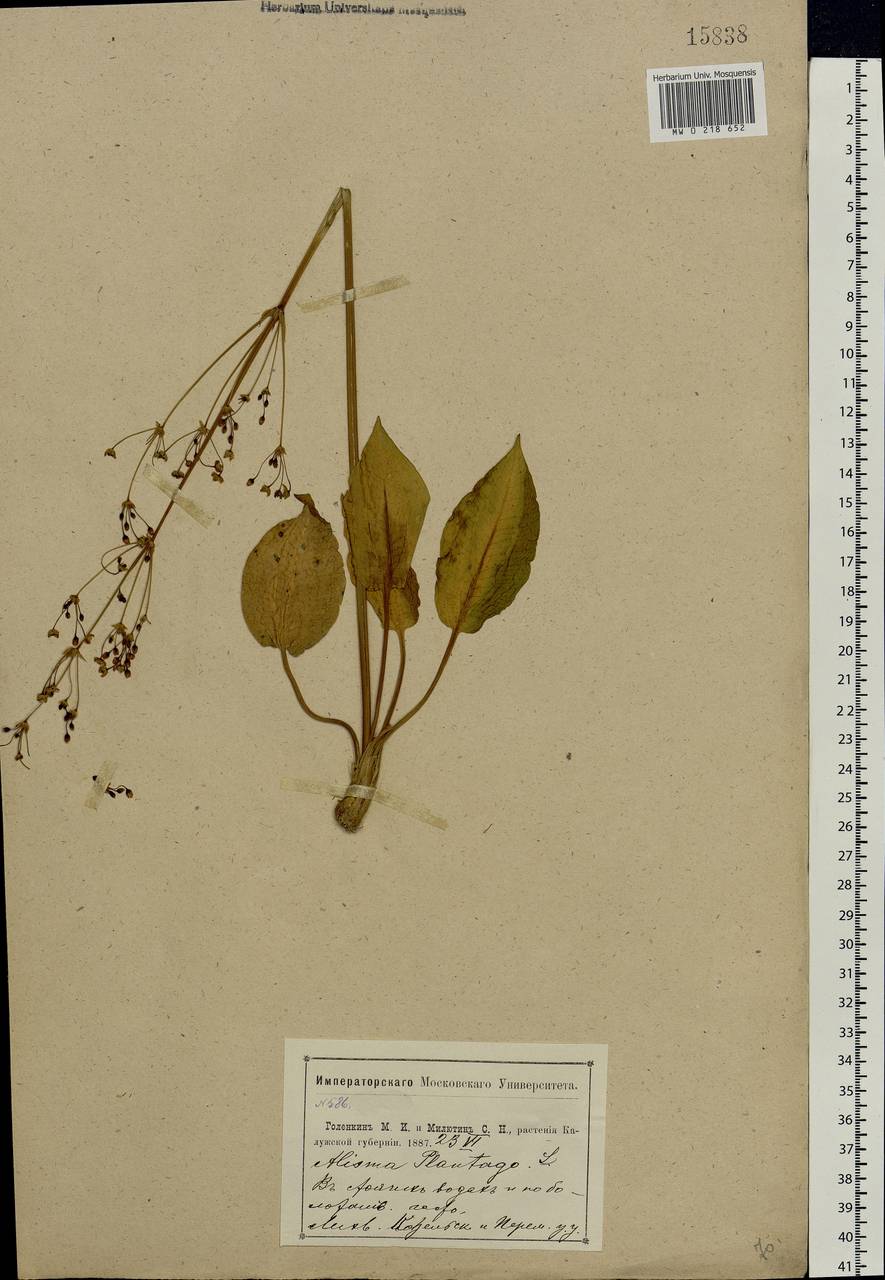 Alisma plantago-aquatica L., Eastern Europe, Central region (E4) (Russia)