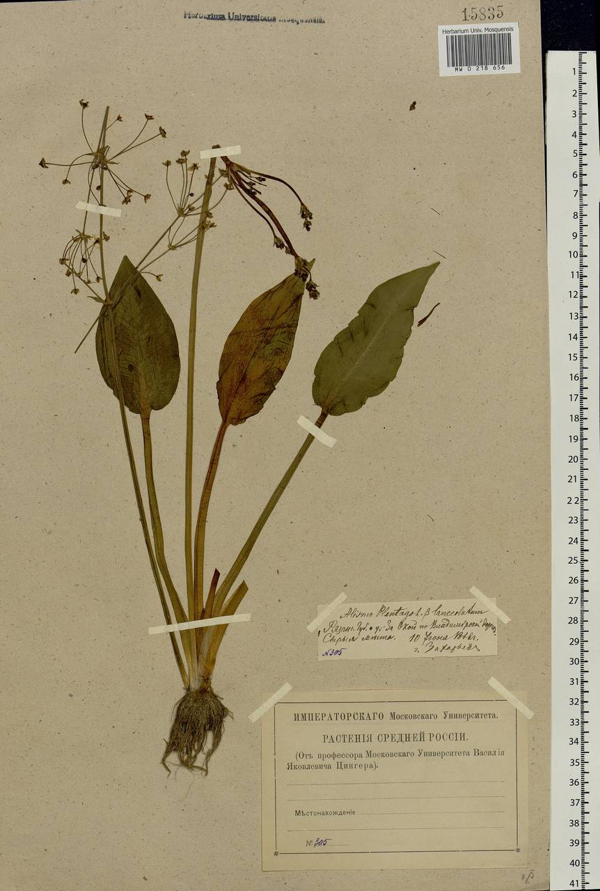 Alisma plantago-aquatica L., Eastern Europe, Central region (E4) (Russia)