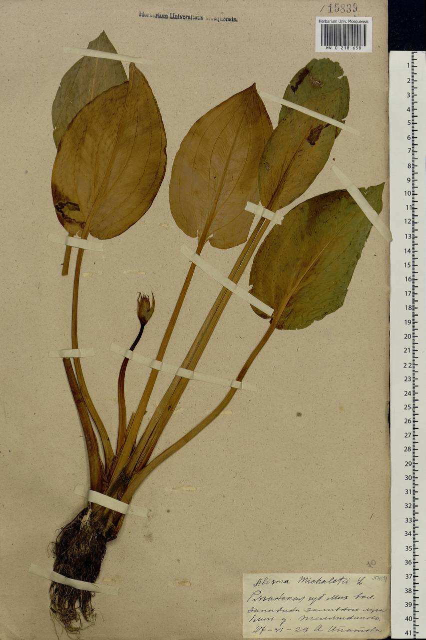Alisma plantago-aquatica L., Eastern Europe, Central region (E4) (Russia)