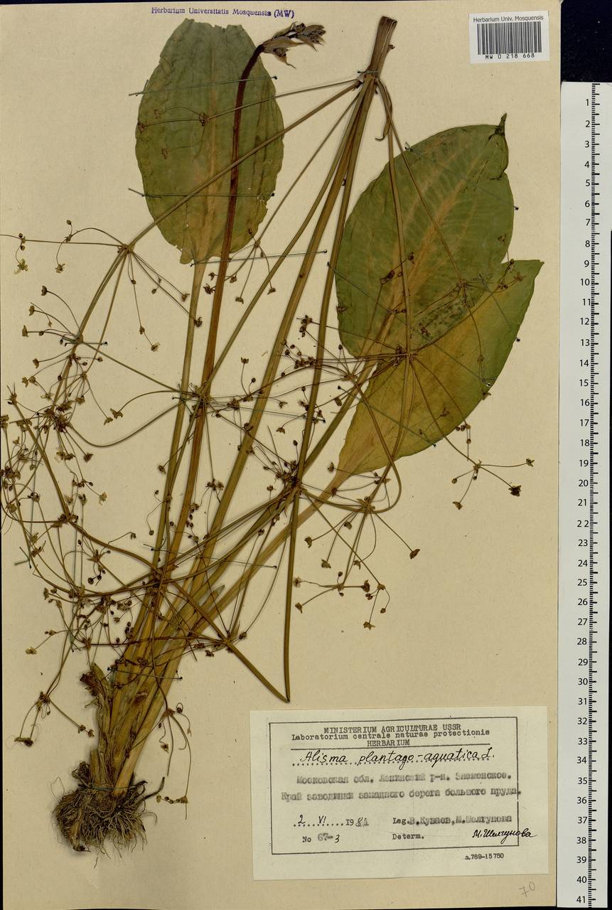 Alisma plantago-aquatica L., Eastern Europe, Moscow region (E4a) (Russia)