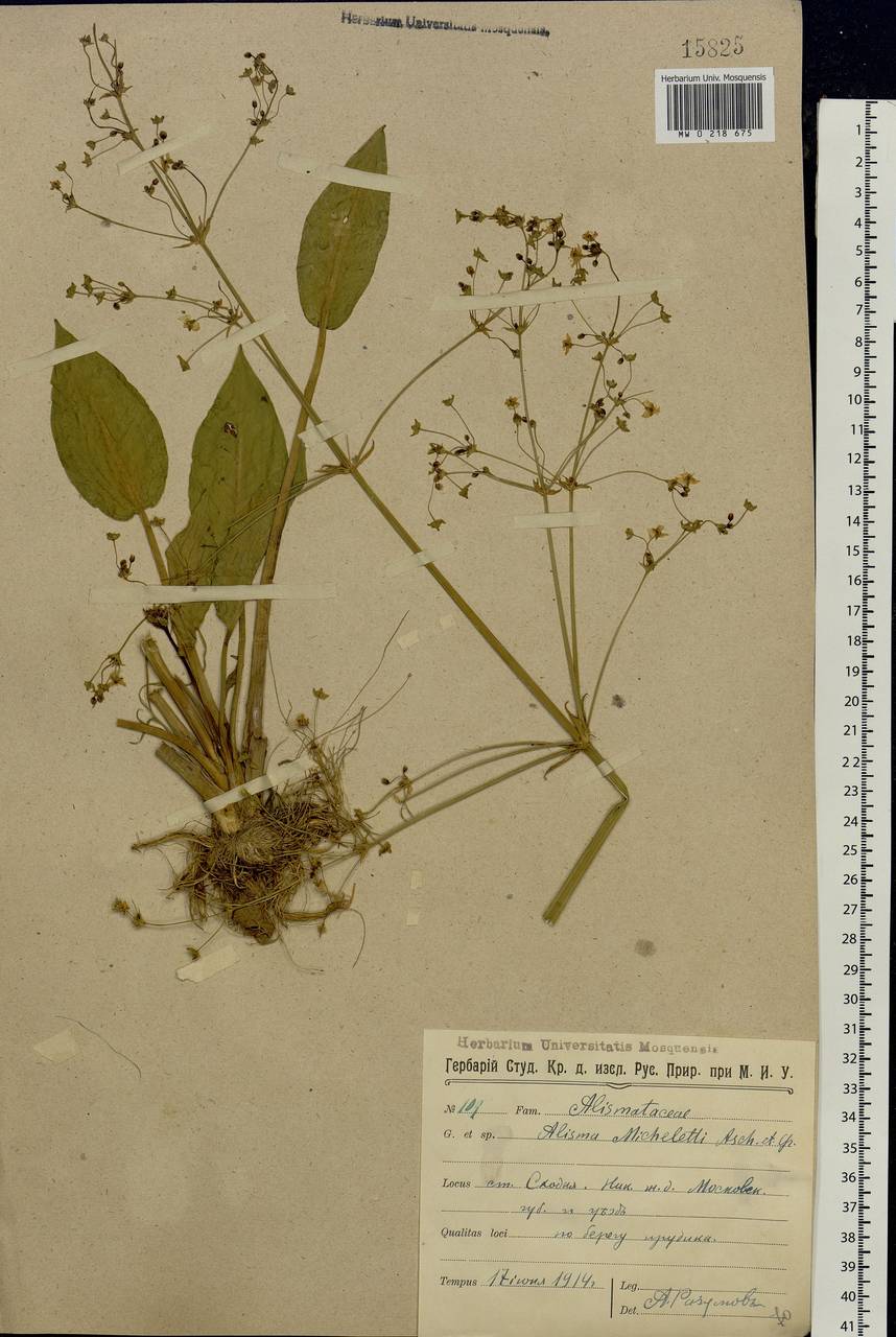 Alisma plantago-aquatica L., Eastern Europe, Moscow region (E4a) (Russia)