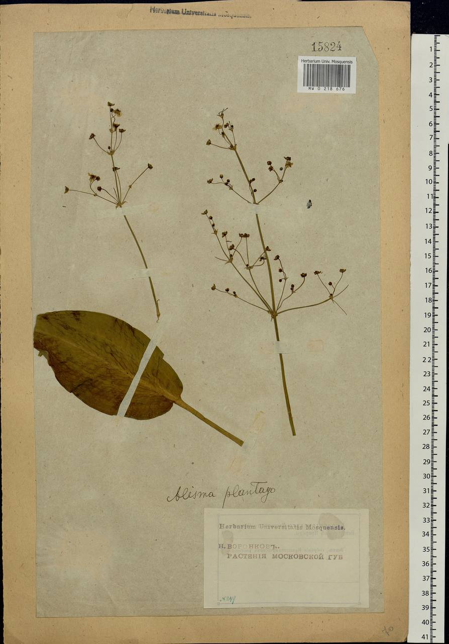 Alisma plantago-aquatica L., Eastern Europe, Moscow region (E4a) (Russia)