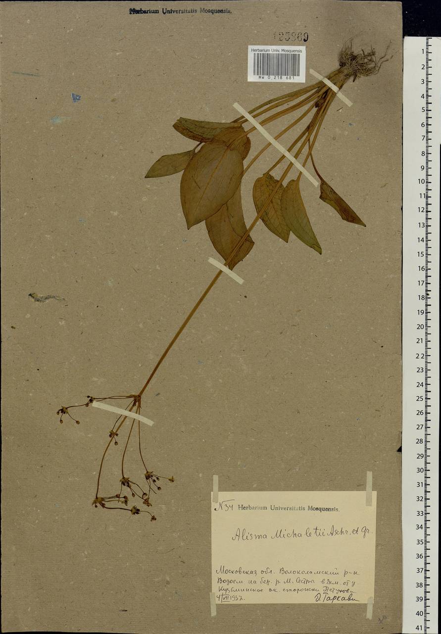 Alisma plantago-aquatica L., Eastern Europe, Moscow region (E4a) (Russia)