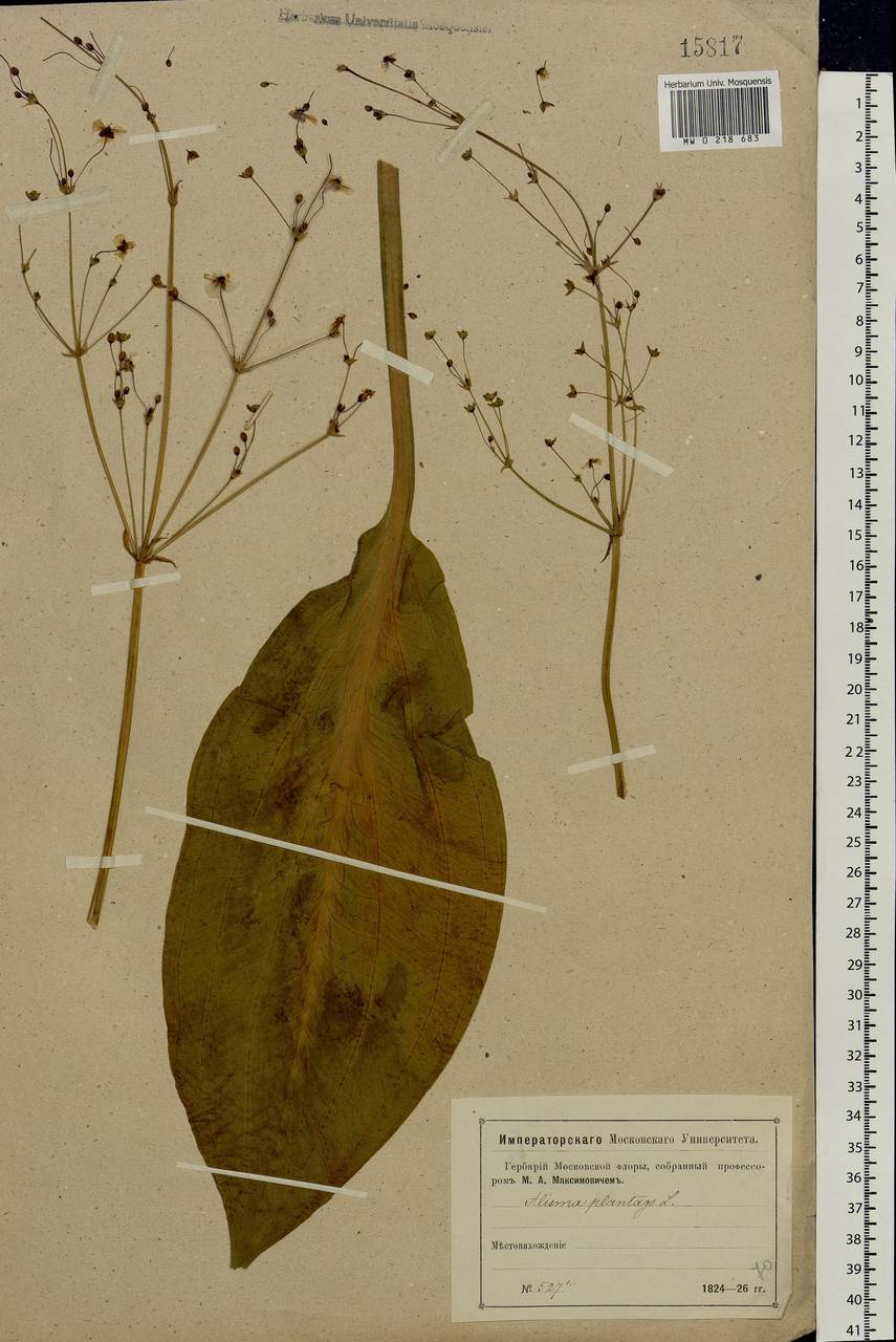 Alisma plantago-aquatica L., Eastern Europe, Moscow region (E4a) (Russia)