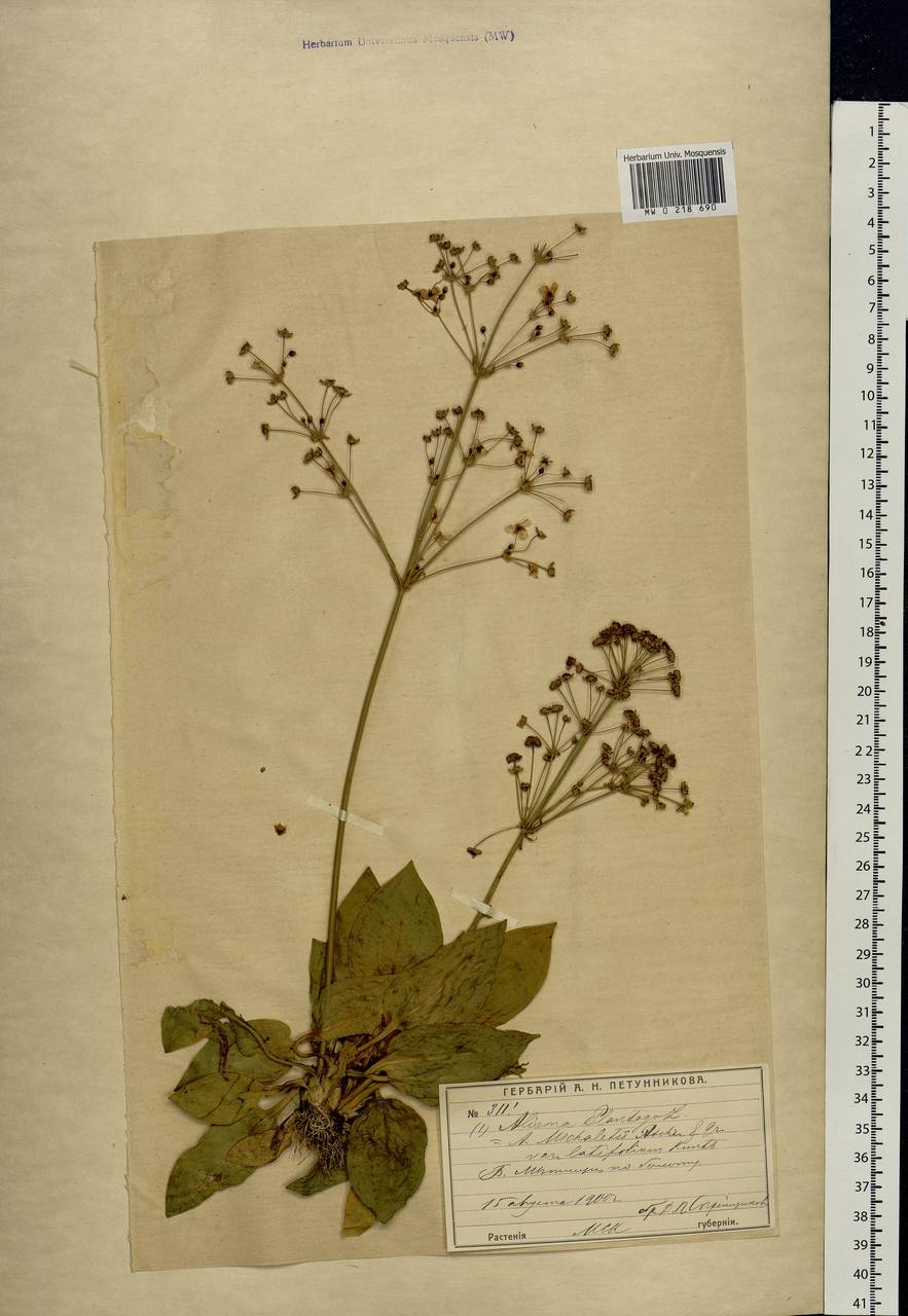 Alisma plantago-aquatica L., Eastern Europe, Moscow region (E4a) (Russia)