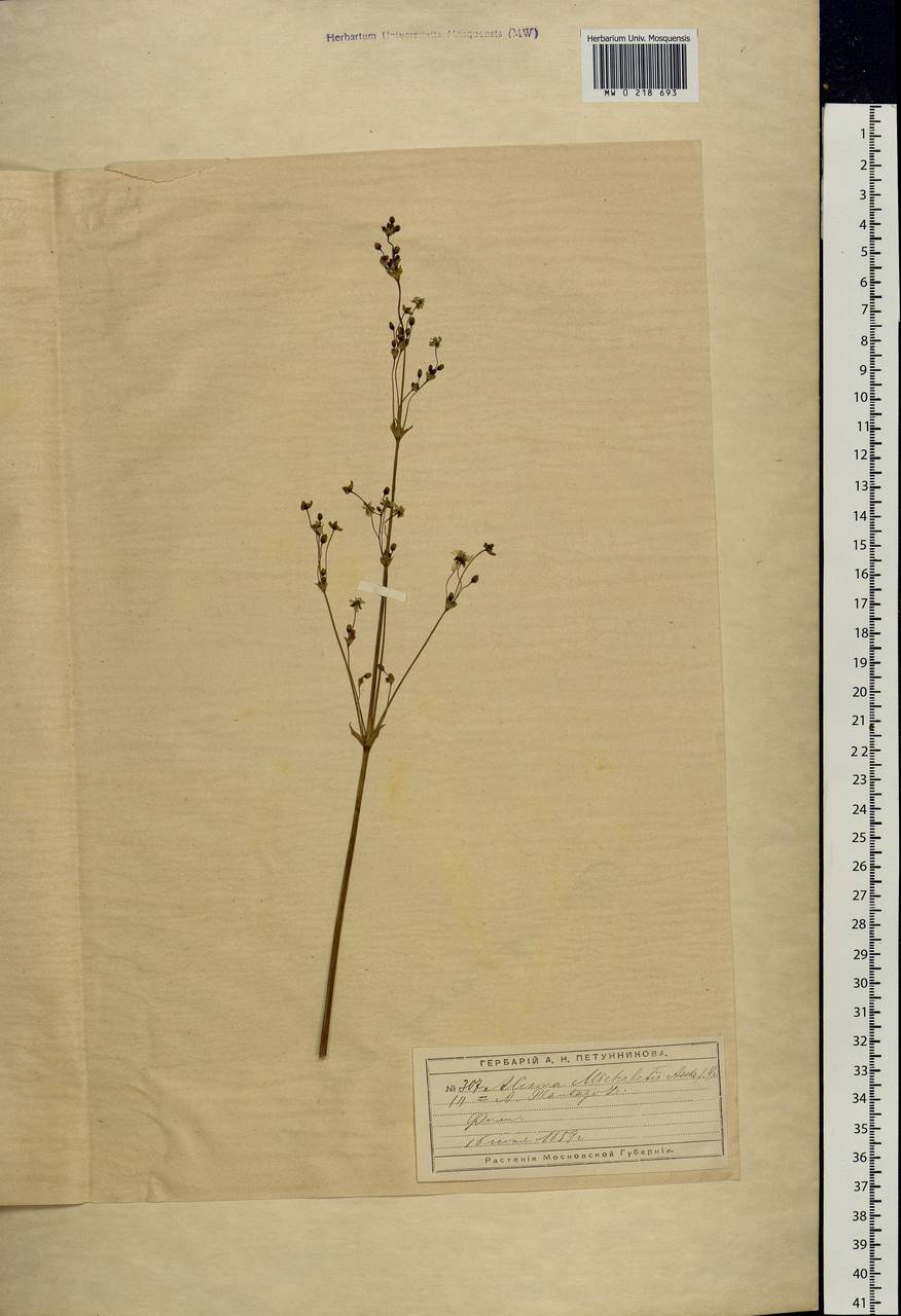 Alisma plantago-aquatica L., Eastern Europe, Moscow region (E4a) (Russia)