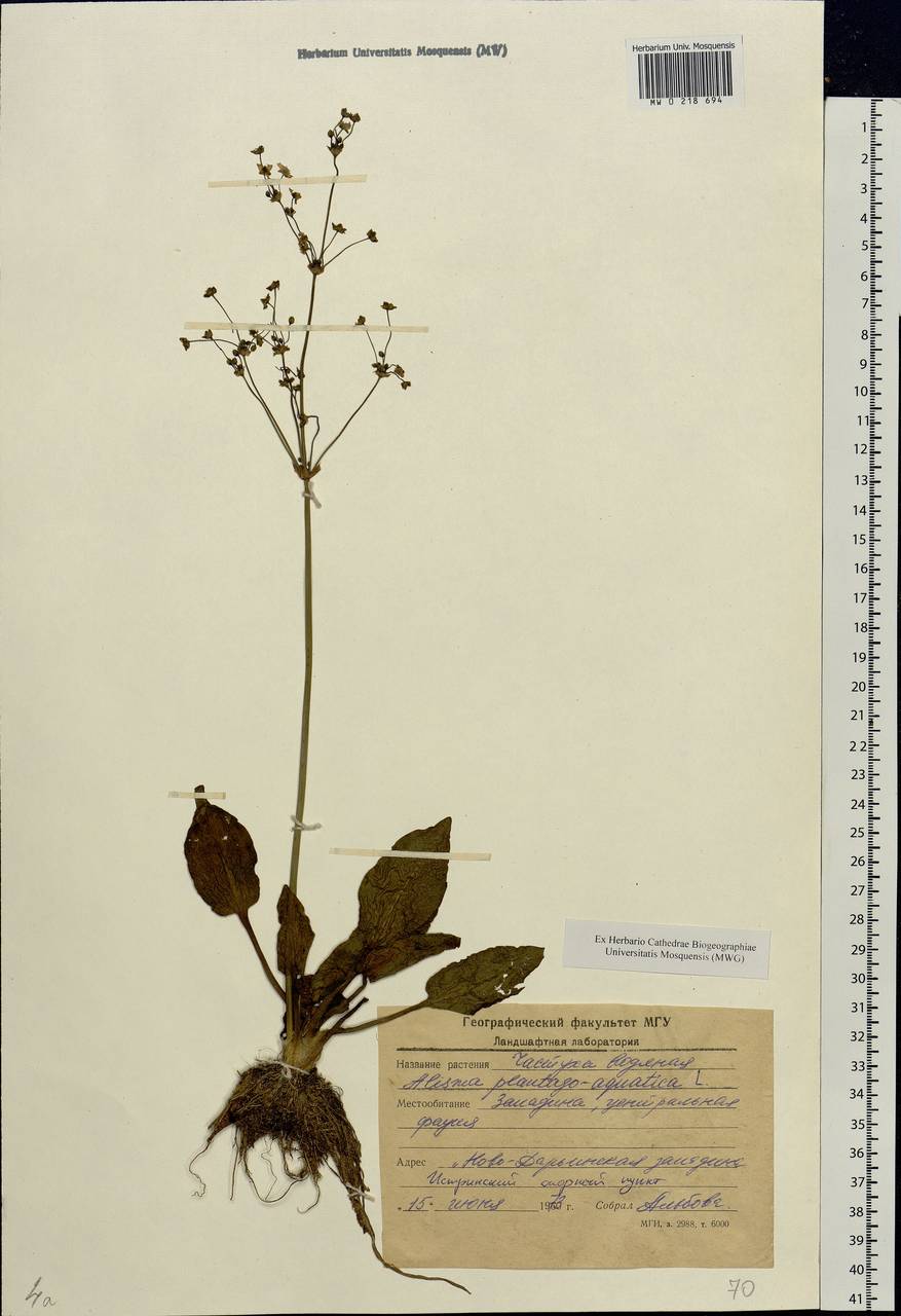 Alisma plantago-aquatica L., Eastern Europe, Moscow region (E4a) (Russia)