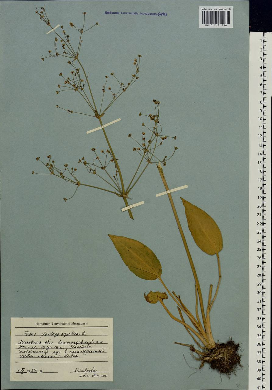 Alisma plantago-aquatica L., Eastern Europe, Moscow region (E4a) (Russia)