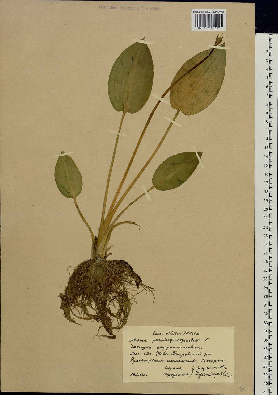 Alisma plantago-aquatica L., Eastern Europe, Moscow region (E4a) (Russia)