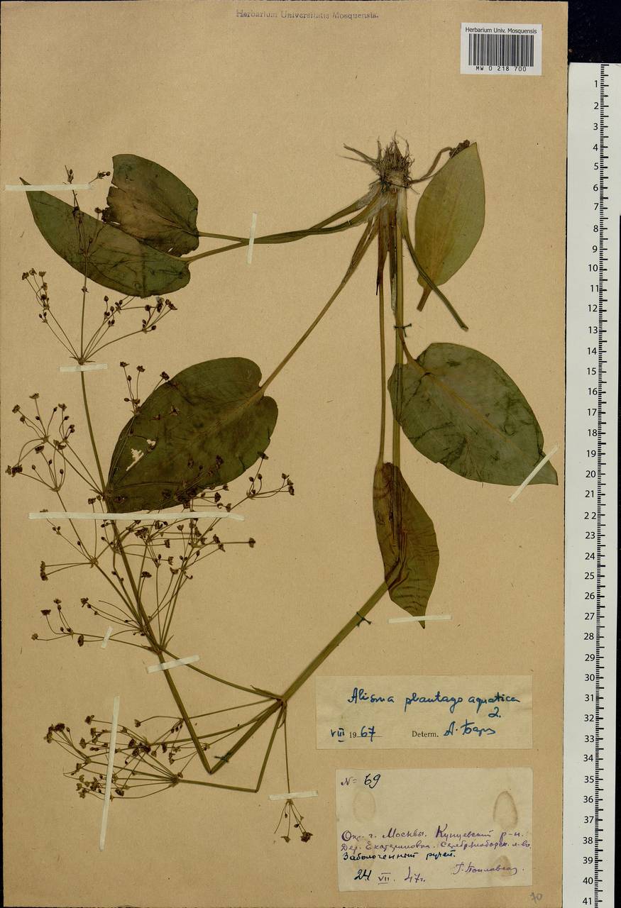 Alisma plantago-aquatica L., Eastern Europe, Moscow region (E4a) (Russia)