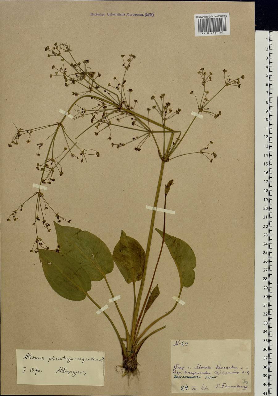 Alisma plantago-aquatica L., Eastern Europe, Moscow region (E4a) (Russia)