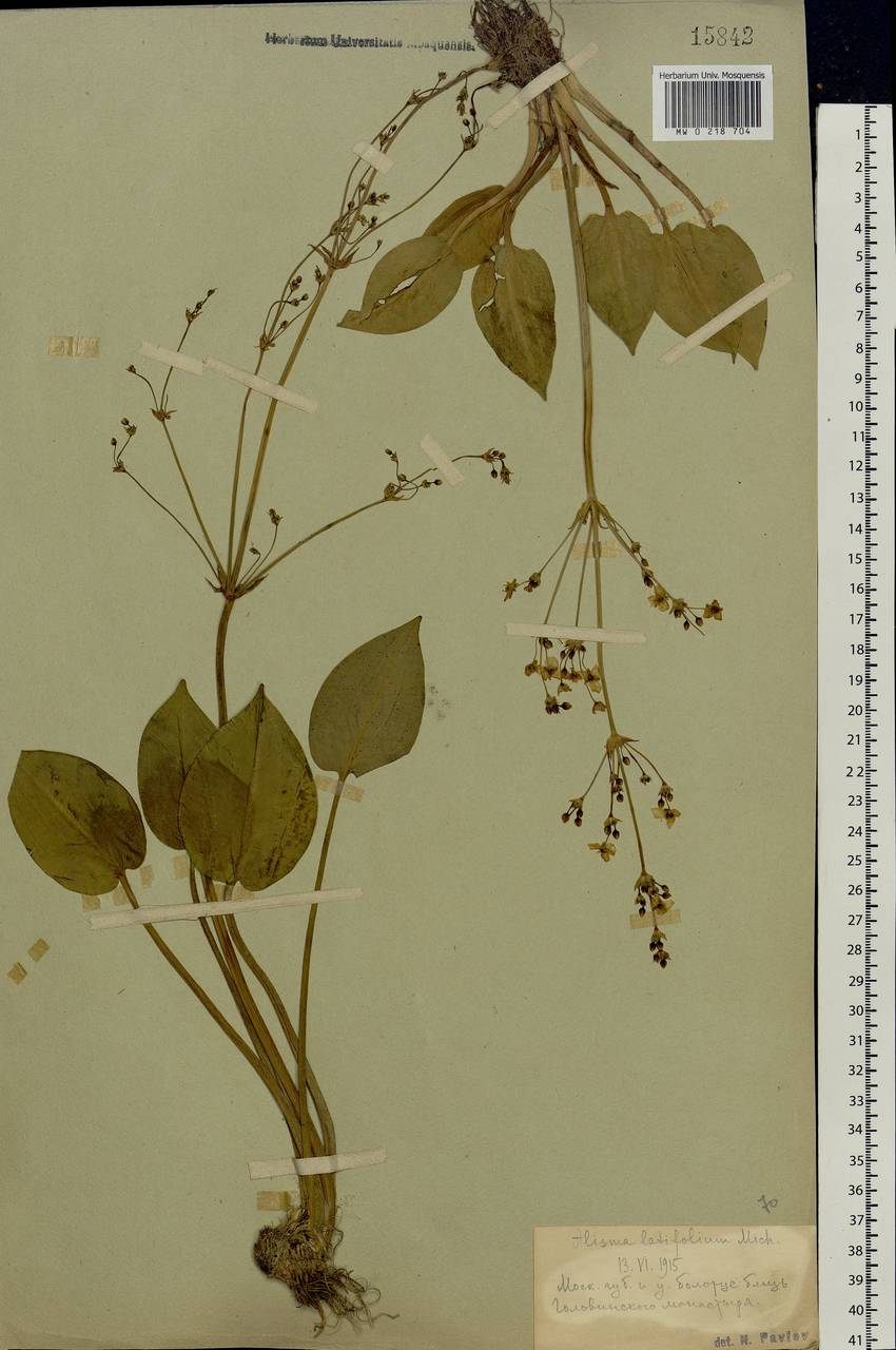 Alisma plantago-aquatica L., Eastern Europe, Moscow region (E4a) (Russia)