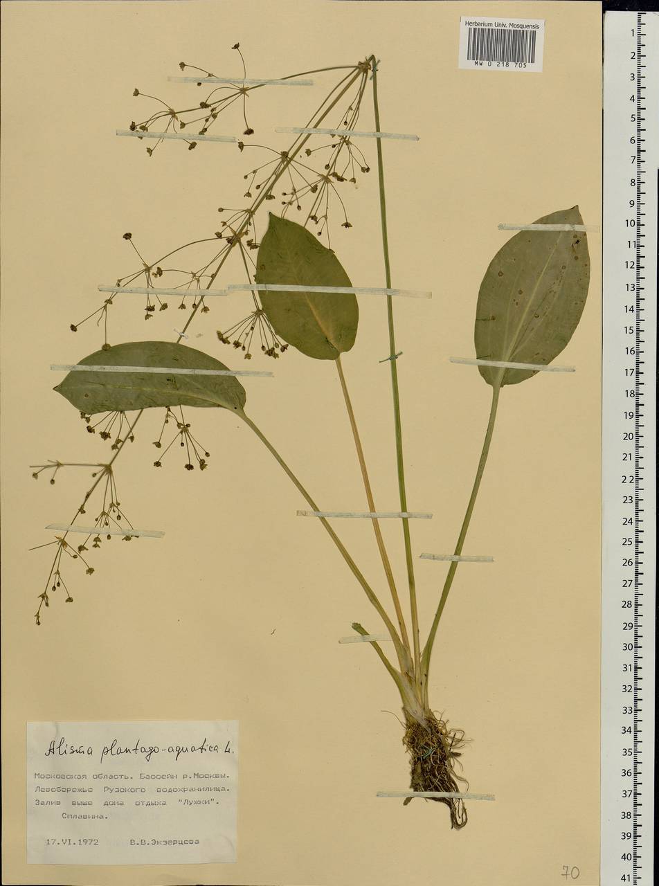 Alisma plantago-aquatica L., Eastern Europe, Moscow region (E4a) (Russia)