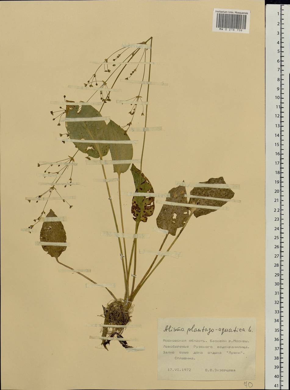 Alisma plantago-aquatica L., Eastern Europe, Moscow region (E4a) (Russia)