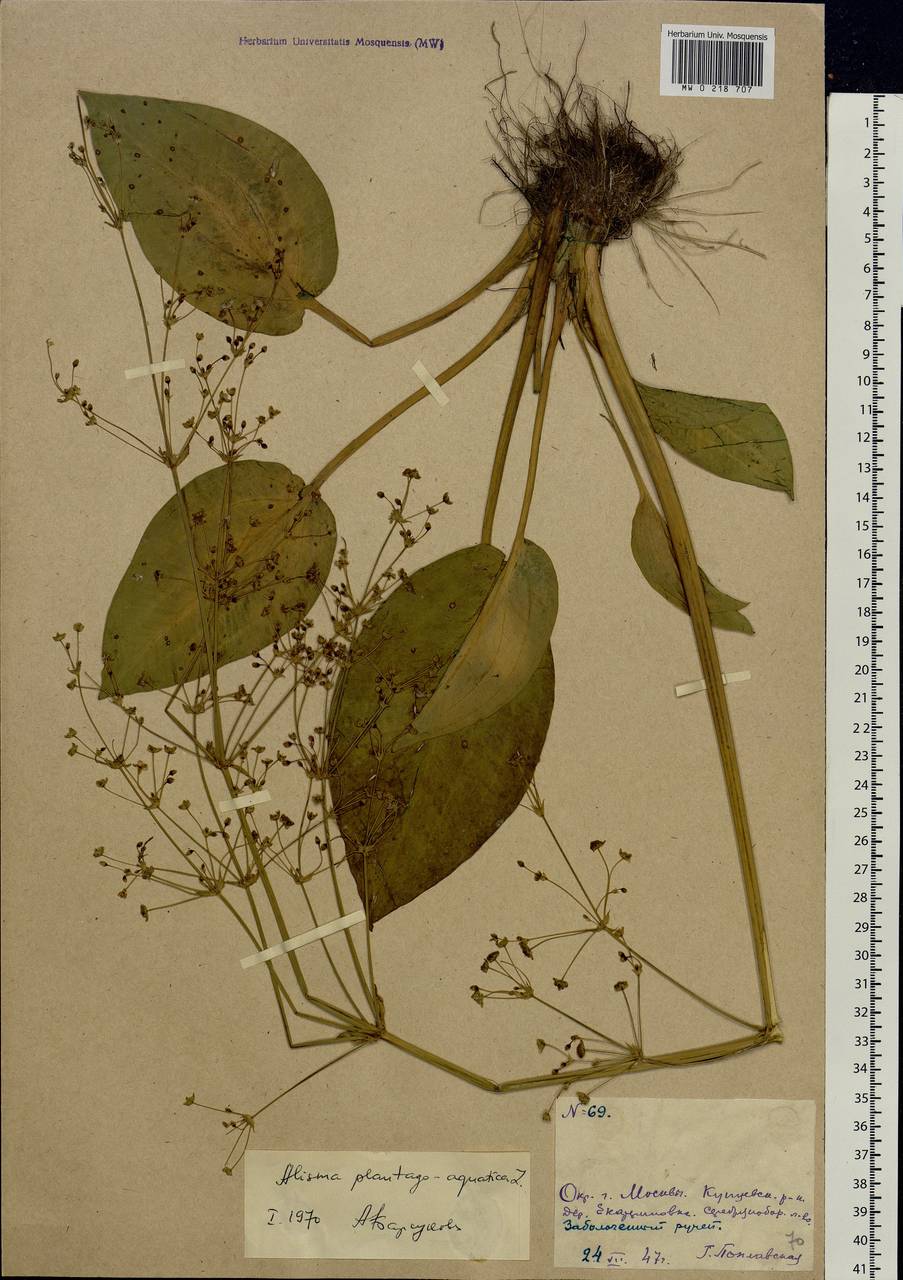 Alisma plantago-aquatica L., Eastern Europe, Moscow region (E4a) (Russia)