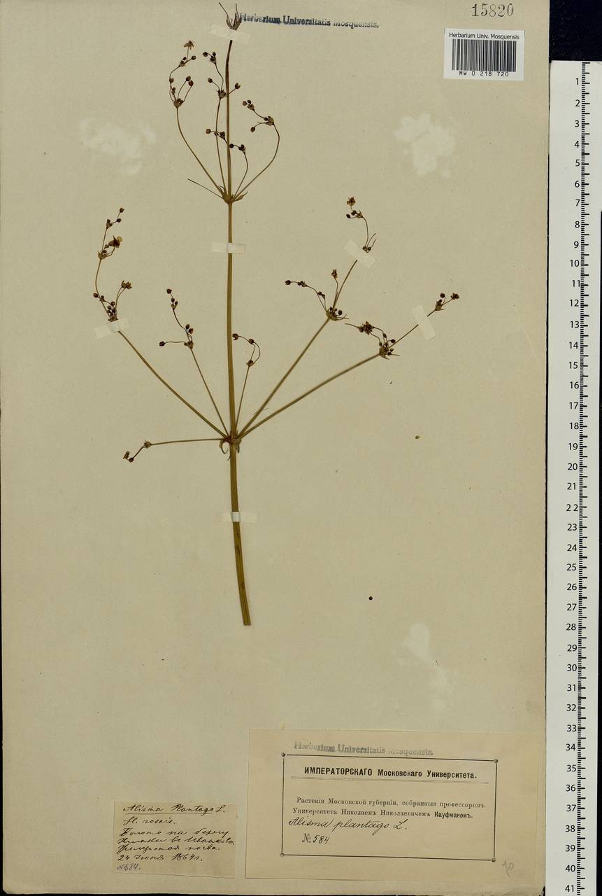 Alisma plantago-aquatica L., Eastern Europe, Moscow region (E4a) (Russia)