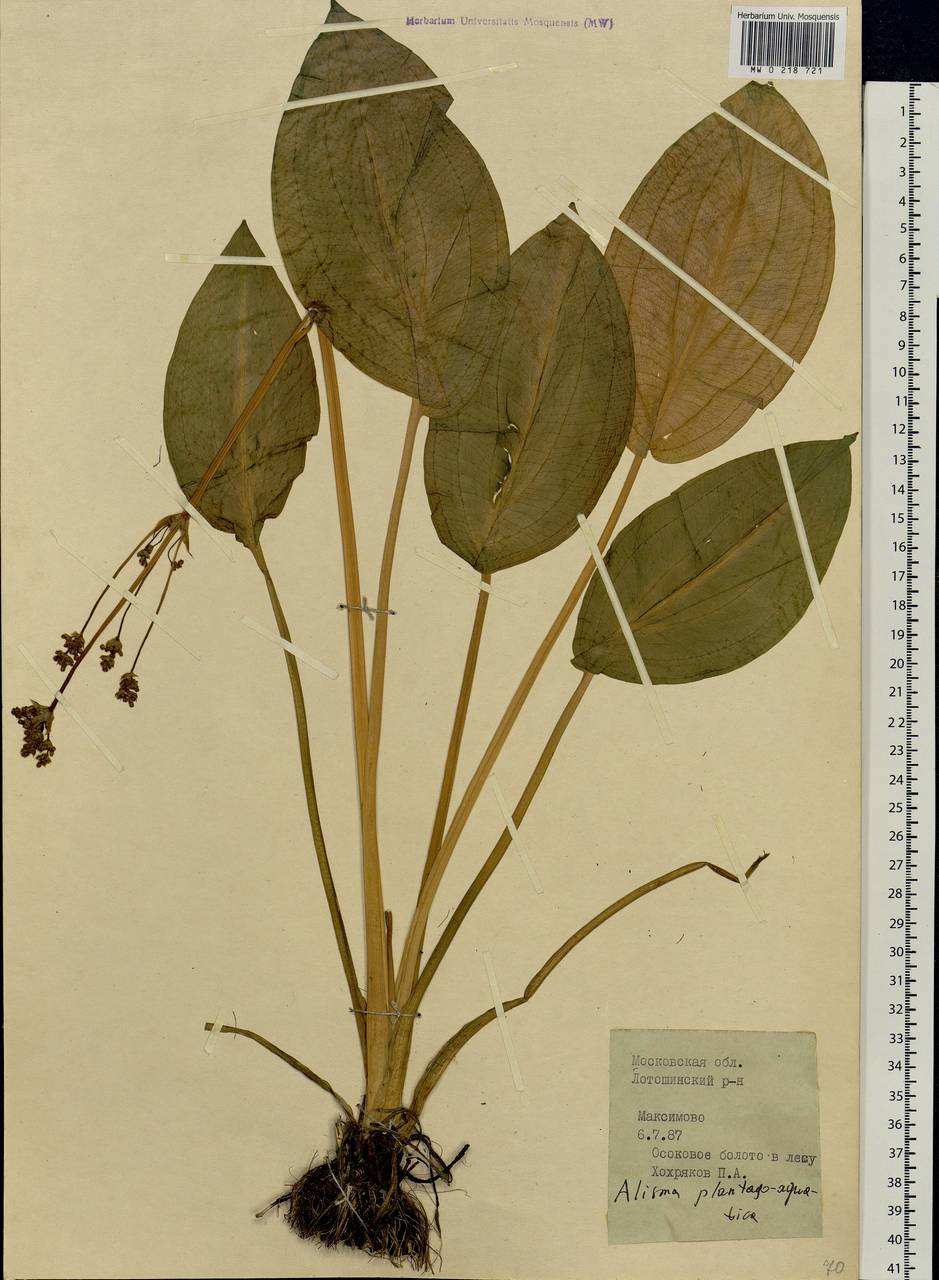 Alisma plantago-aquatica L., Eastern Europe, Moscow region (E4a) (Russia)