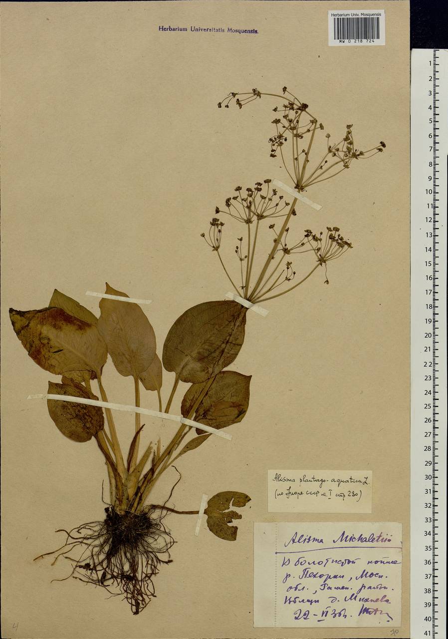 Alisma plantago-aquatica L., Eastern Europe, Moscow region (E4a) (Russia)