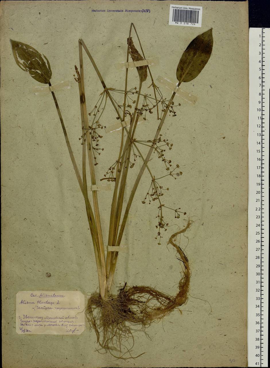 Alisma plantago-aquatica L., Eastern Europe, Moscow region (E4a) (Russia)