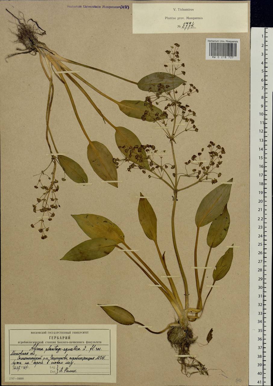 Alisma plantago-aquatica L., Eastern Europe, Moscow region (E4a) (Russia)