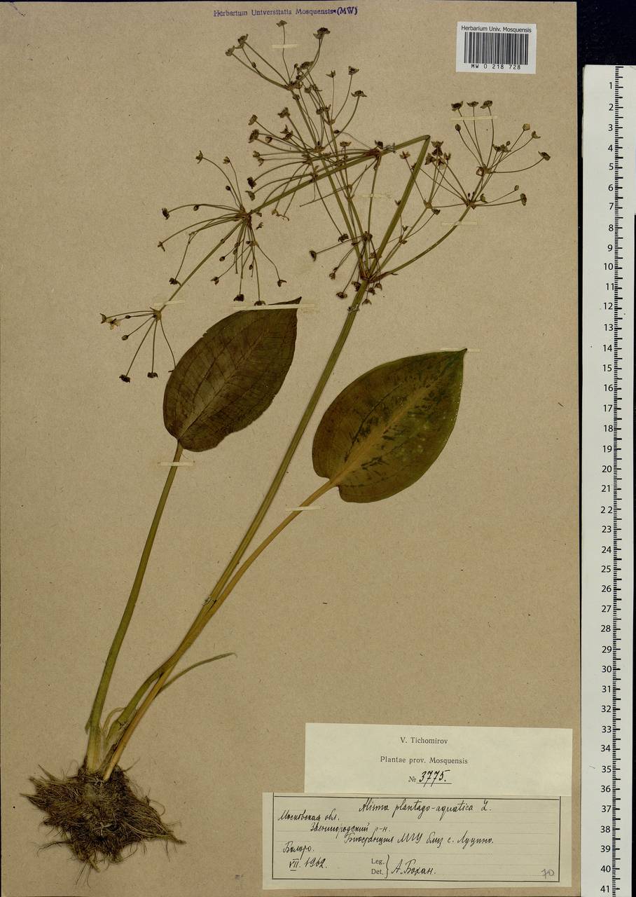 Alisma plantago-aquatica L., Eastern Europe, Moscow region (E4a) (Russia)
