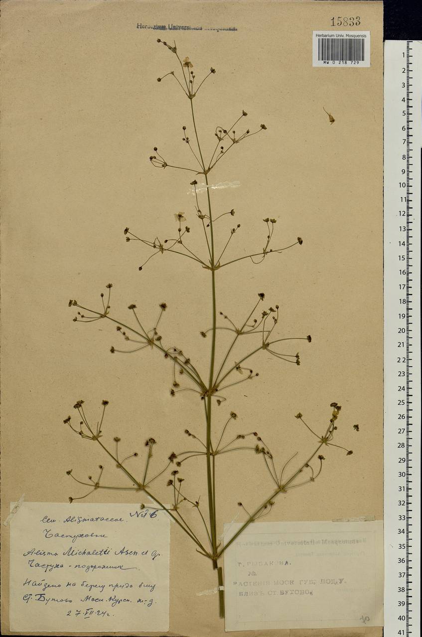 Alisma plantago-aquatica L., Eastern Europe, Moscow region (E4a) (Russia)