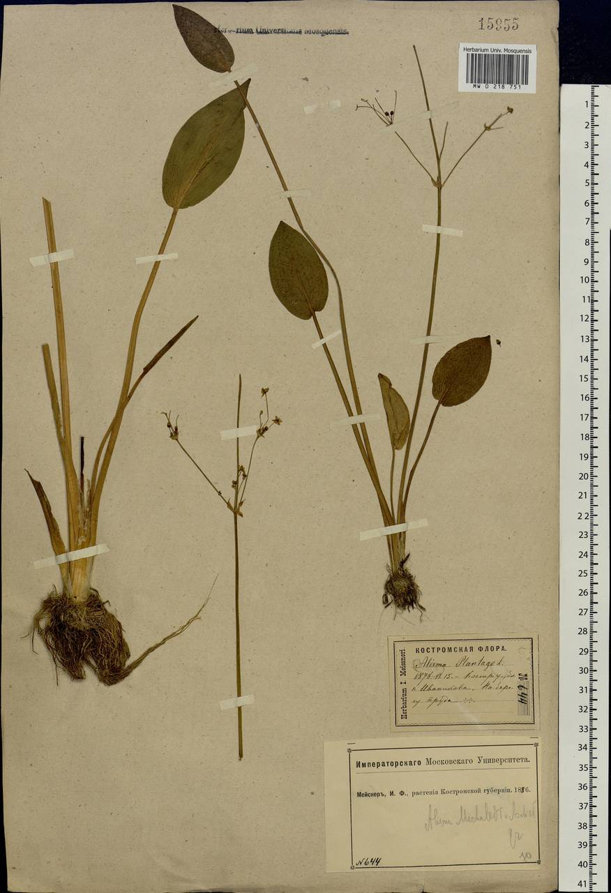 Alisma plantago-aquatica L., Eastern Europe, Central forest region (E5) (Russia)