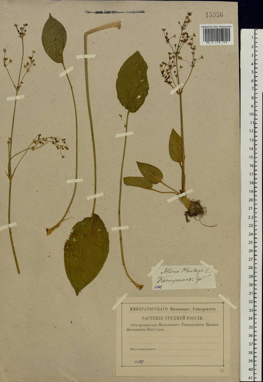 Alisma plantago-aquatica L., Eastern Europe, Central forest region (E5) (Russia)