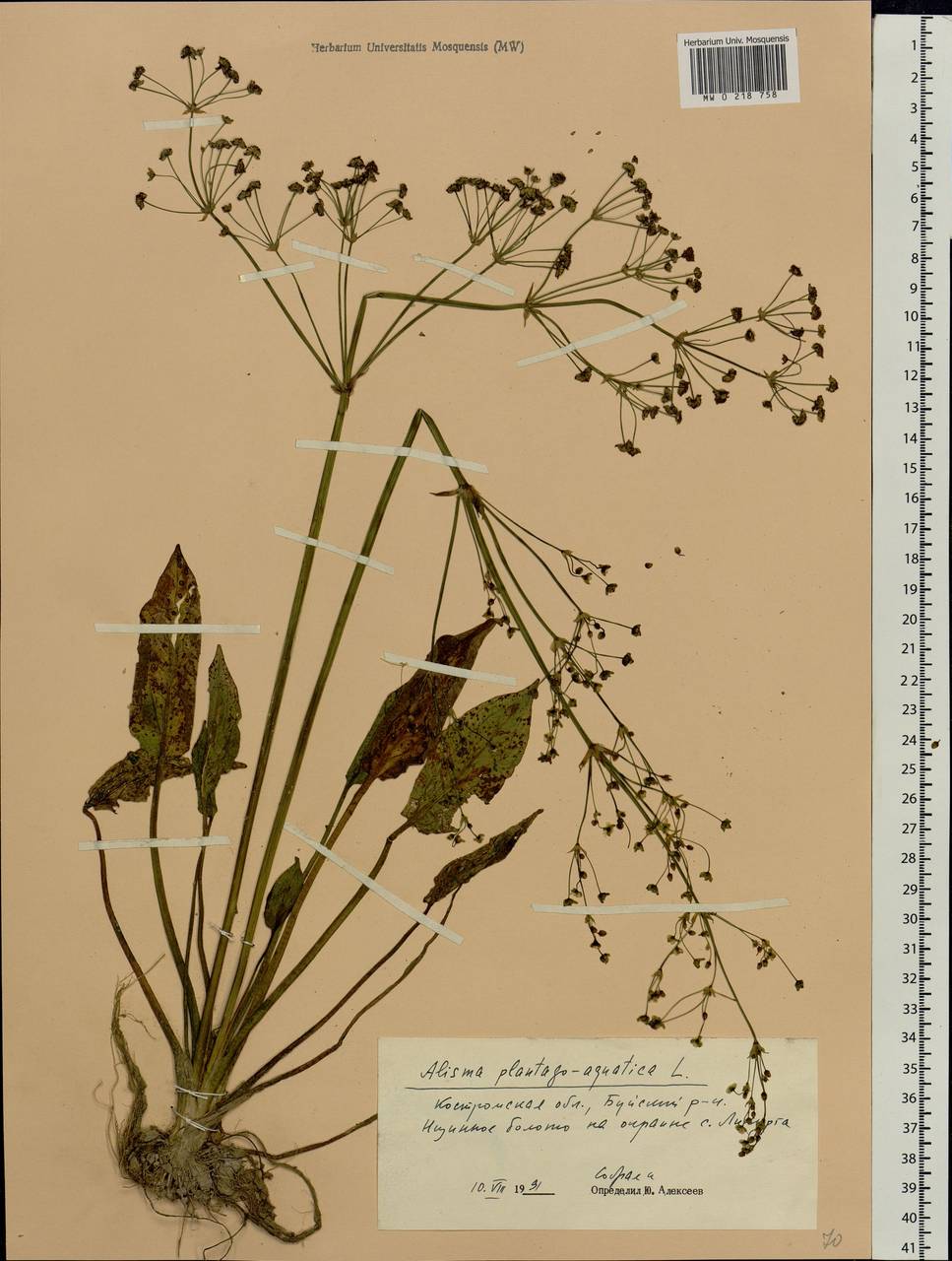 Alisma plantago-aquatica L., Eastern Europe, Central forest region (E5) (Russia)