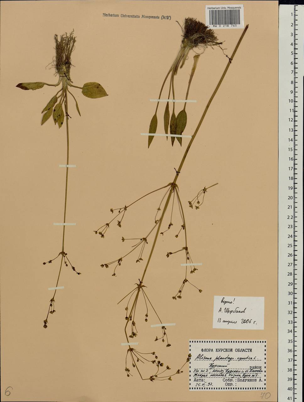 Alisma plantago-aquatica L., Eastern Europe, Central forest-and-steppe region (E6) (Russia)